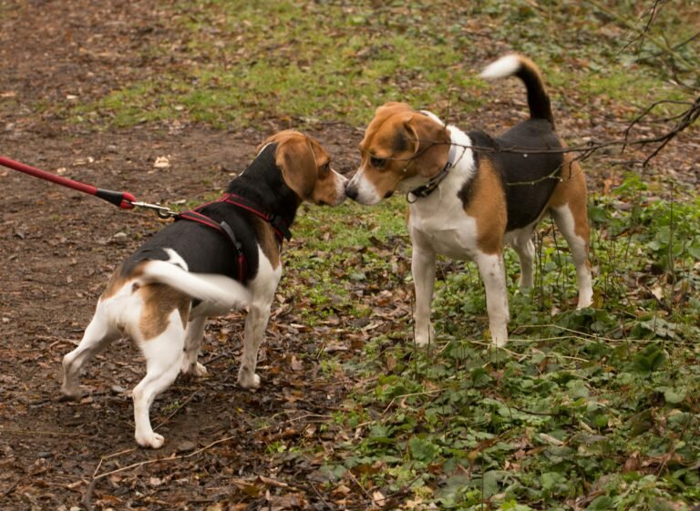 Best Way of Walking Your Dog and Mastering Canine Encounters