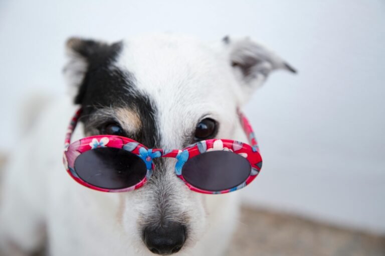 pets and sunglasses use