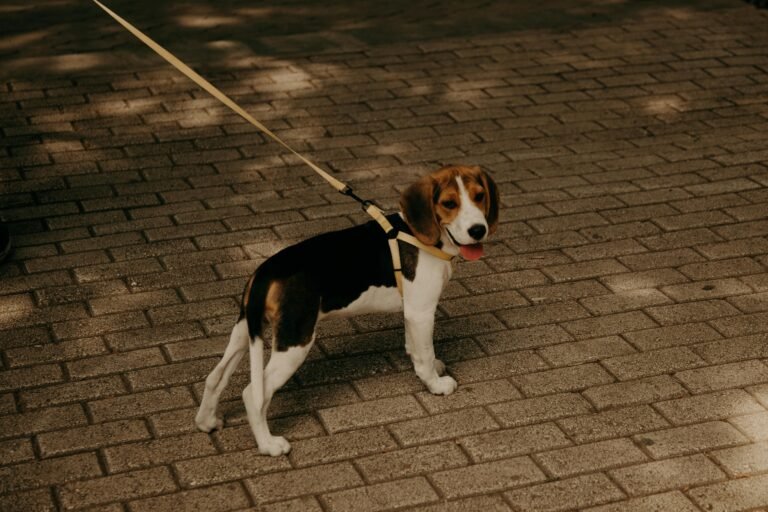 A Guide to City Dog Walking with the Perfect Leash Length