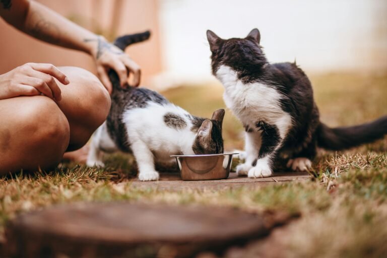 Tailored Tummies: A Comprehensive Guide to Feeding Your Pets for Happiness and Calmness