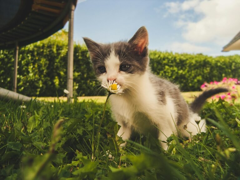 The Allure of Aroma: Unveiling the World of Catnip and Beyond. Word Exploration of Scented Play in Felines