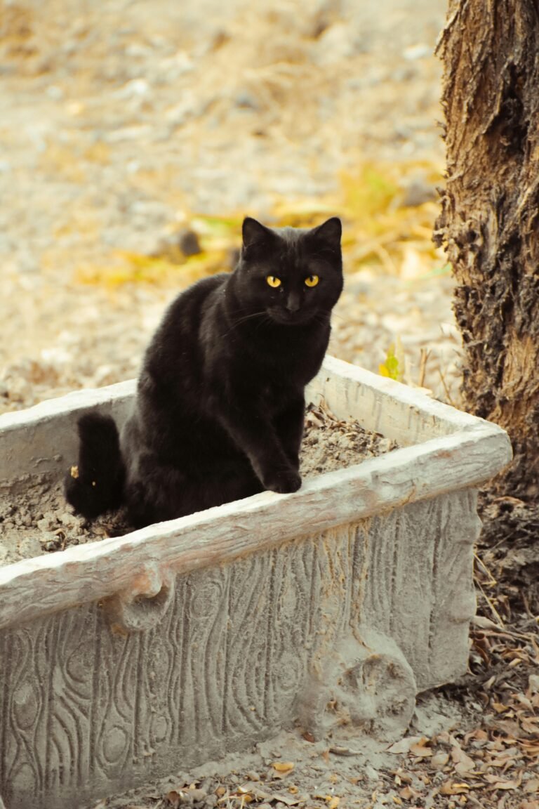 Changing your cat’s litter box is a routine task, best way, how to change cats box